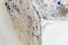 Trusted Oconto, WI Mold Remediation Experts